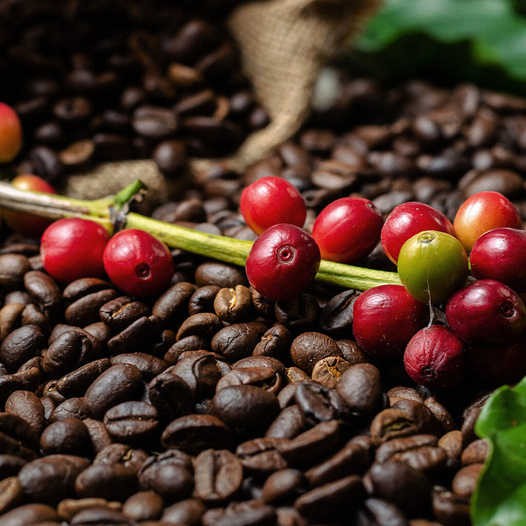 Frutas Futuro Produção de Cafe